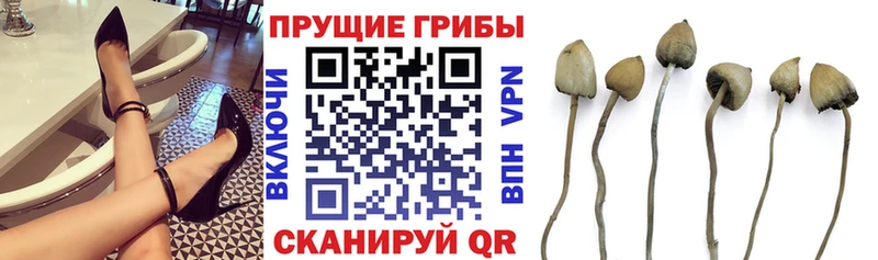 Купить закладки  Клинцы  Галлюциногенные грибы Cubensis 